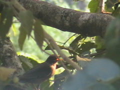 Turdus simillimus