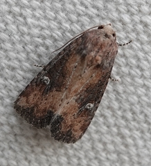 Mesapamea fractilinea