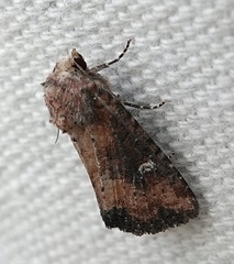 Mesapamea fractilinea