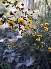 Daviesia squarrosa