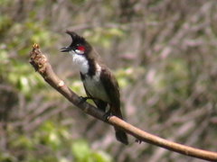 Pycnonotus jocosus
