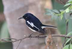 Copsychus saularis