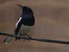 Copsychus saularis