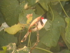 Pycnonotus jocosus