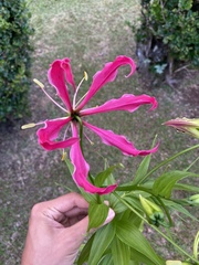 Gloriosa