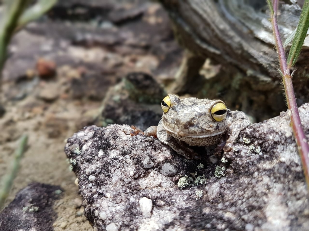 Serra do Sincorá Tree Frog