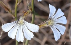 Scaevola restiacea