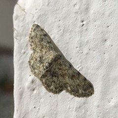 Scopula fibulata