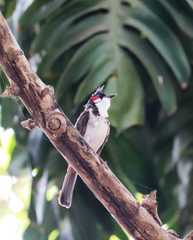 Pycnonotus jocosus