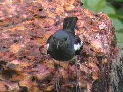 Copsychus saularis