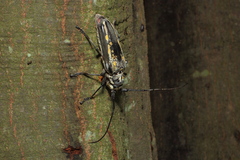 Batocera lineolata