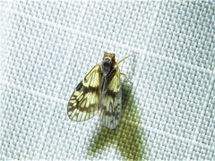 Bothriocera maculata