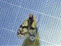 Bothriocera maculata