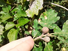 Andricus infectorius