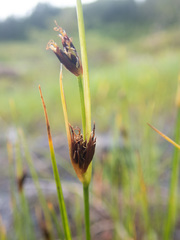 Juncus castaneus