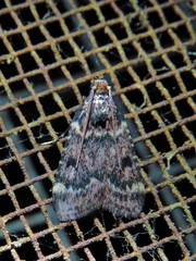 Aglossa disciferalis