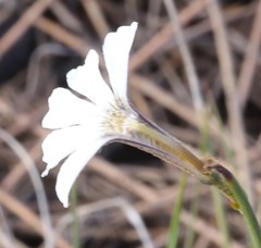 Scaevola restiacea