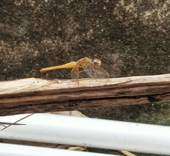 Crocothemis servilia