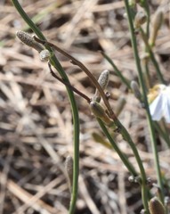 Scaevola restiacea