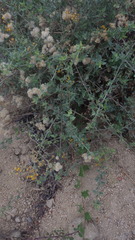 Bebbia atriplicifolia