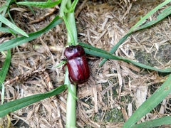 Heterogomphus bourcieri