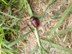 Heterogomphus bourcieri