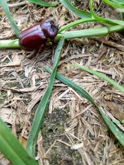 Heterogomphus bourcieri