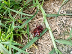 Heterogomphus bourcieri