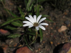 Gerbera serrata