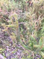 Platysace deflexa