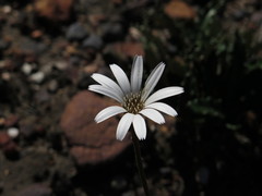 Gerbera serrata