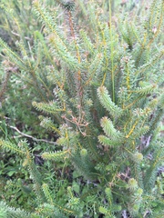 Platysace deflexa
