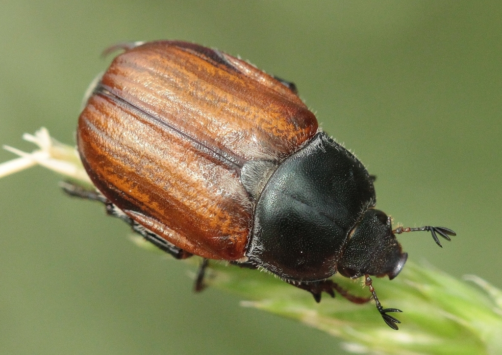 Anisoplia zwicki