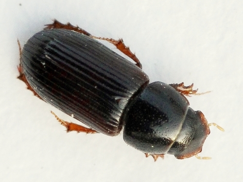 Mendidaphodius linearis