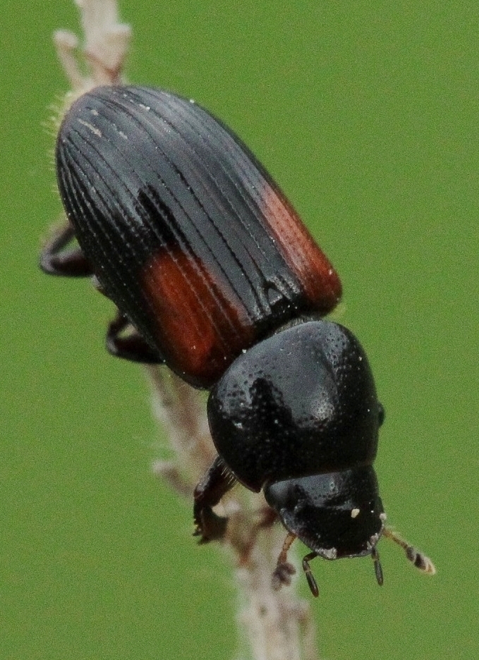 Nialus varians