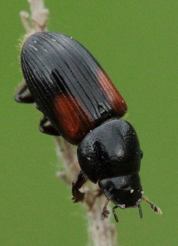 Nialus varians
