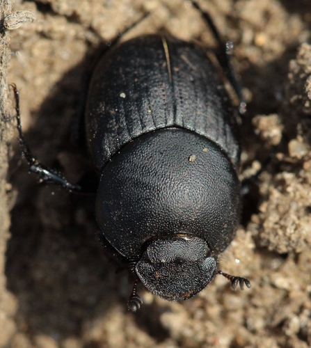 Euonthophagus amyntas