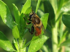 Polydontomyia curvipes