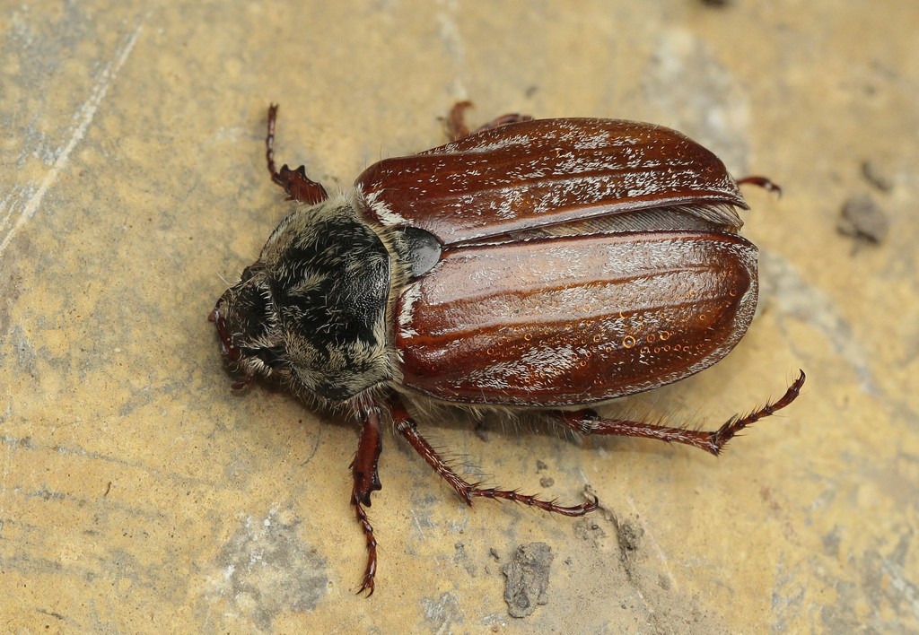 Large Cockchafer