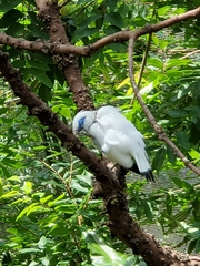 Leucopsar rothschildi