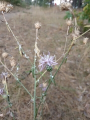 Centaurea borysthenica