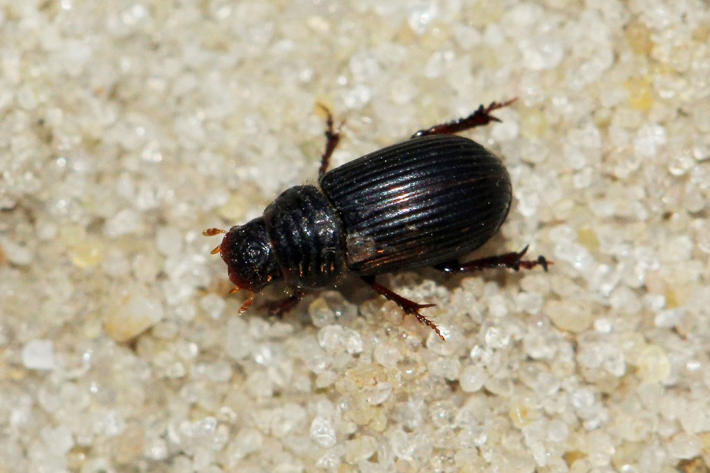 Psammodius laevipennis