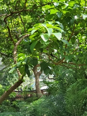 Ficus variegata