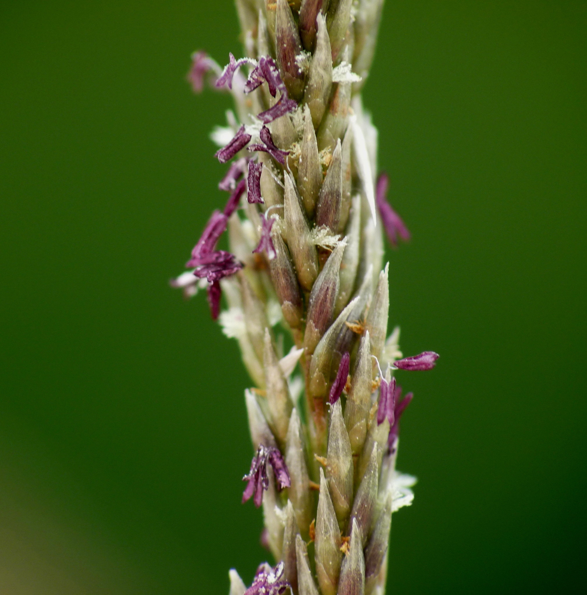 (c) harrylurling, certains droits réservés (CC BY-NC) https://www.inaturalist.org/observations/57422101