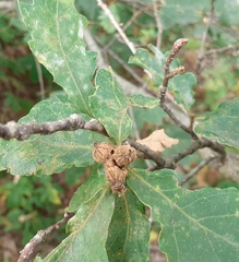Andricus galeatus