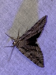 Catocala retecta
