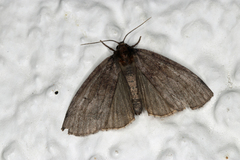 Ochropacha duplaris