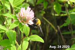 Xylocopa appendiculata