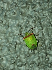 Thyanta pallidovirens