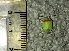 Thyanta pallidovirens